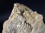 Trigonia interlaevigata (QUENSTEDT 1858) - Bild © FossNet FossilienStore